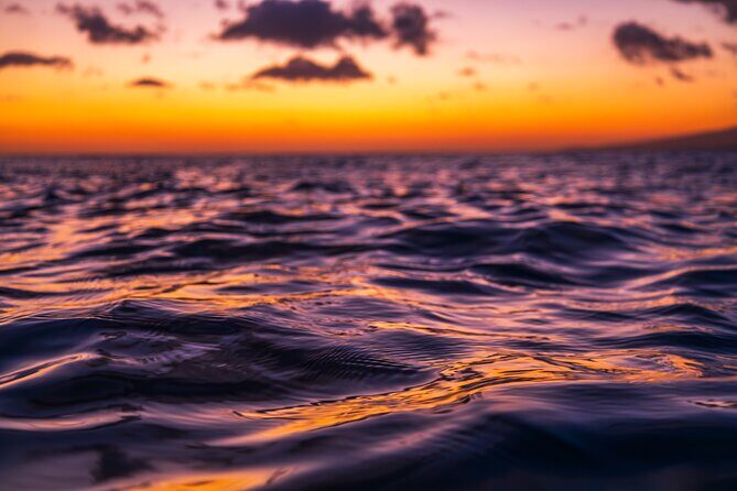 Moana’s Luxury semi-private Sunset Cruise on Nalu - Wildlife odds: dolphins, turtles, flying fish, and humpback whales
