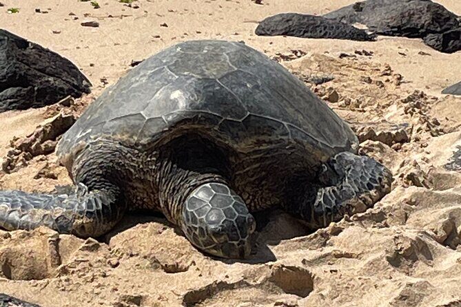 North Shore day,Waterfalls and Turtles Tour - North Shore Day Plans: How This 8 Hours Usually Feels