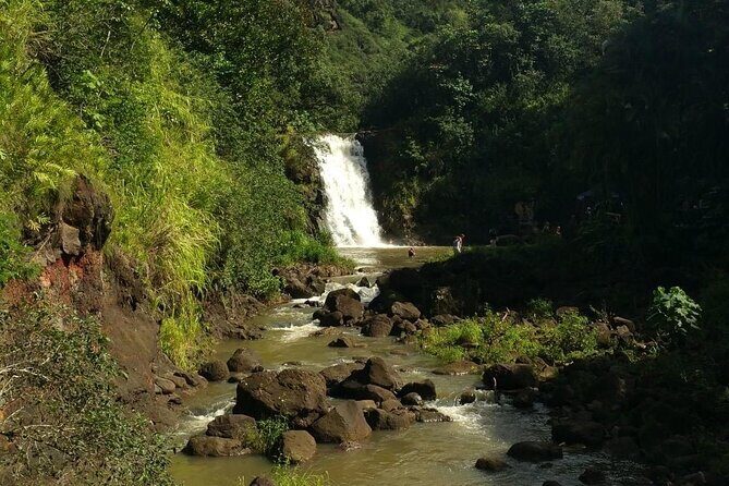 North Shore day,Waterfalls and Turtles Tour - Your Guide: Seamus, English-Language Tips, and Sandy the Service Dog