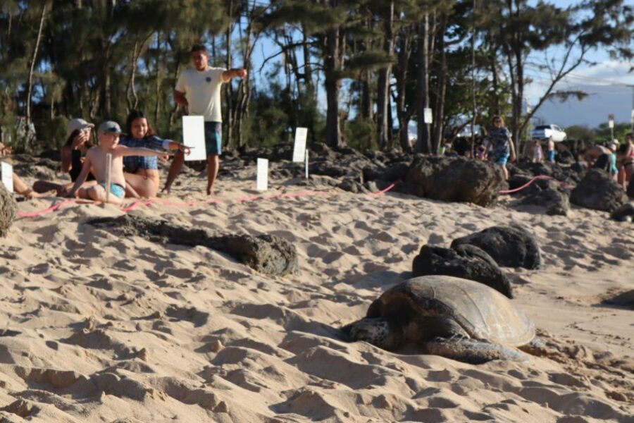 Oahu: Active Circle Island Tour - Morning Pickup and the Diamond Head to Halona Photo Run