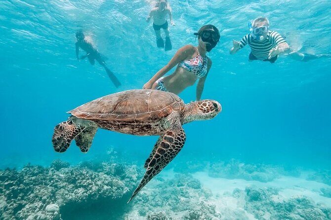 Oahu Allstar Circle Island Tour: Dole, Turtles, Blowhole, Fun - Turtle Beach Time: A 90-Minute Window for Sea Turtles