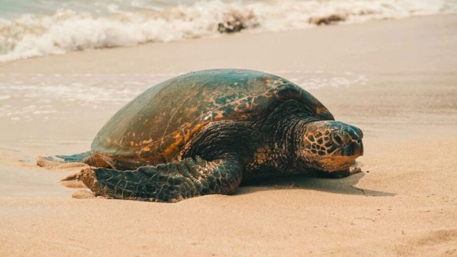 Oahu Circle Island Tour - Best Spots & Beaches - A Small-Group Oahu Circle Island Day in a Spacious Van
