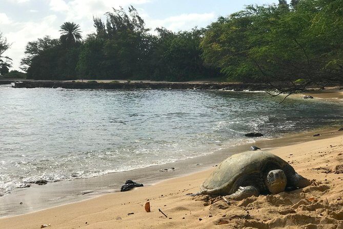 Oahu Customizable Private Community Service Voluntourism Offer - Diamond Head hike-or-look: the kind of stop you plan around