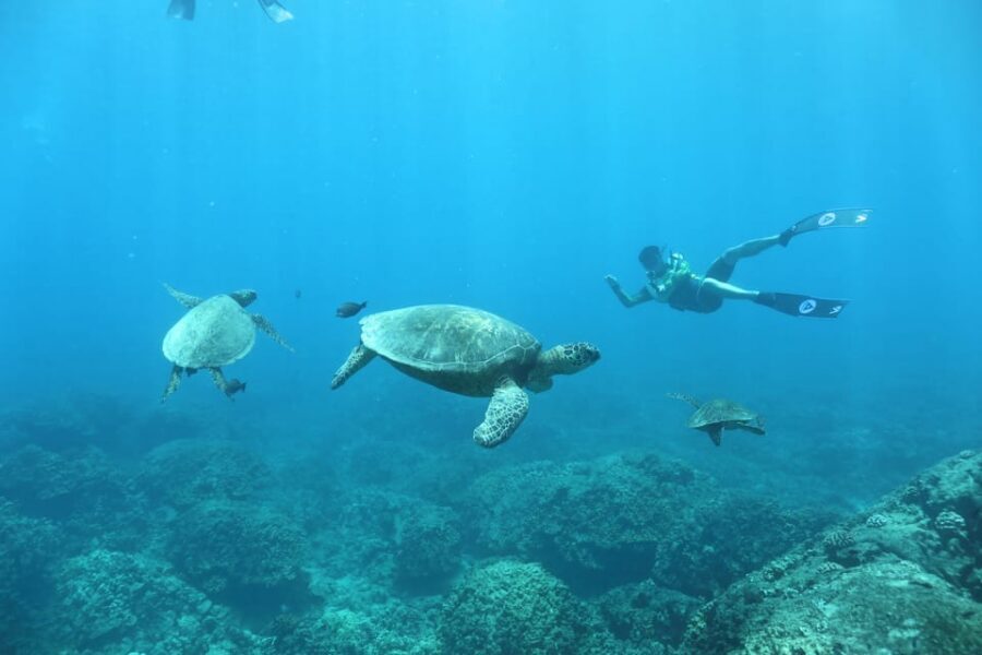 Oahu: Dolphin Watching & Turtle Snorkeling with Waterslide - 20-foot waterslide and on-board water activities that keep the fun rolling