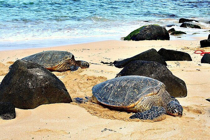 OAHU GRAND CIRCLE Waimea Waterfall, Turtle Beach, North Shore. - Price and value: what $170 covers (and what to budget)