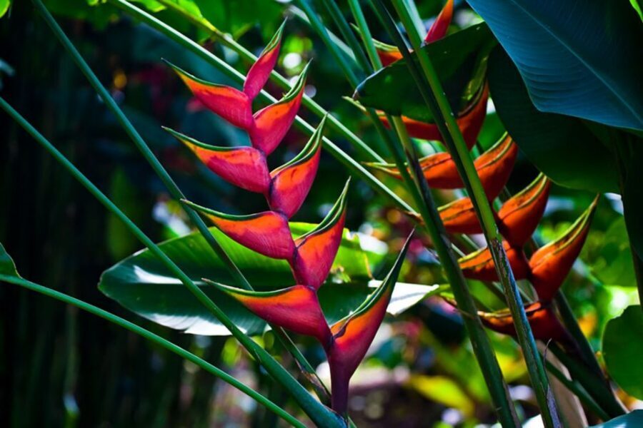 Oahu: Manoa Falls Waterfall Hike with Lunch and Transfers - Price and value: what you’re paying for at $119 per person