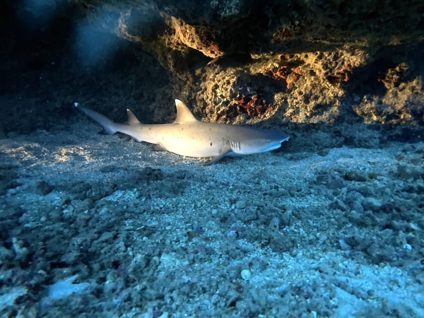 Oahu Night Dive: Adventure for Certified Divers - How the 3-hour plan flows: safety briefing, two sessions, and a sunset break