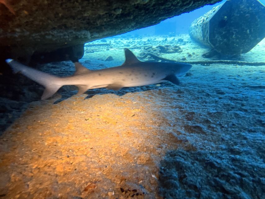 Oahu Night Dive: Adventure for Certified Divers - Getting to the harbor: meeting point, parking reality, and pre-ride sanity