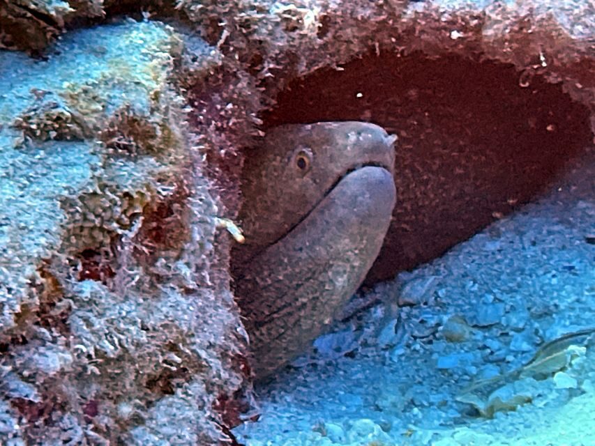 Oahu Night Dive: Adventure for Certified Divers - Price and value: what $248 buys you beyond the wow factor