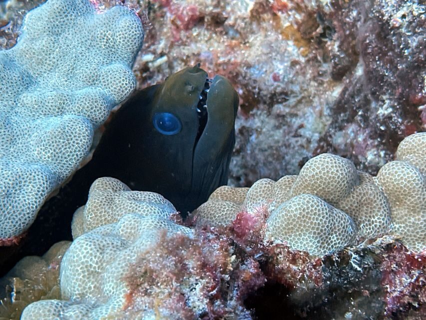 Oahu Night Dive: Adventure for Certified Divers - My booking call: should you reserve this Oahu night scuba experience?