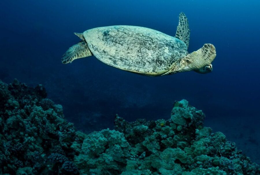 Oahu Night Dive: Adventure for Certified Divers - FAQ