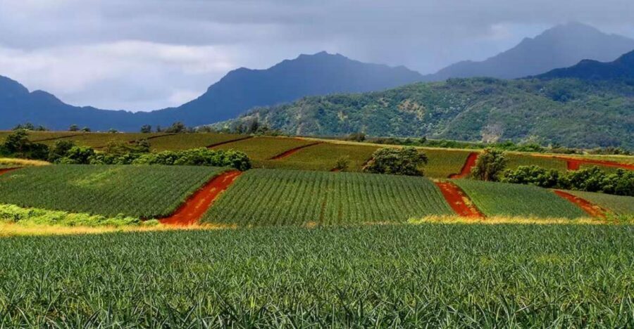 Oahu: North Shore Dole Pineapple Farm Tour - Greenworld Coffee Farms: breakfast vibes before pineapple