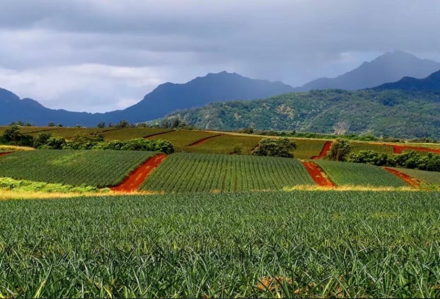 Oahu: North Shore Dole Pineapple Farm Tour - Lunch with YMCA picnic views, then beach time with a nature chance