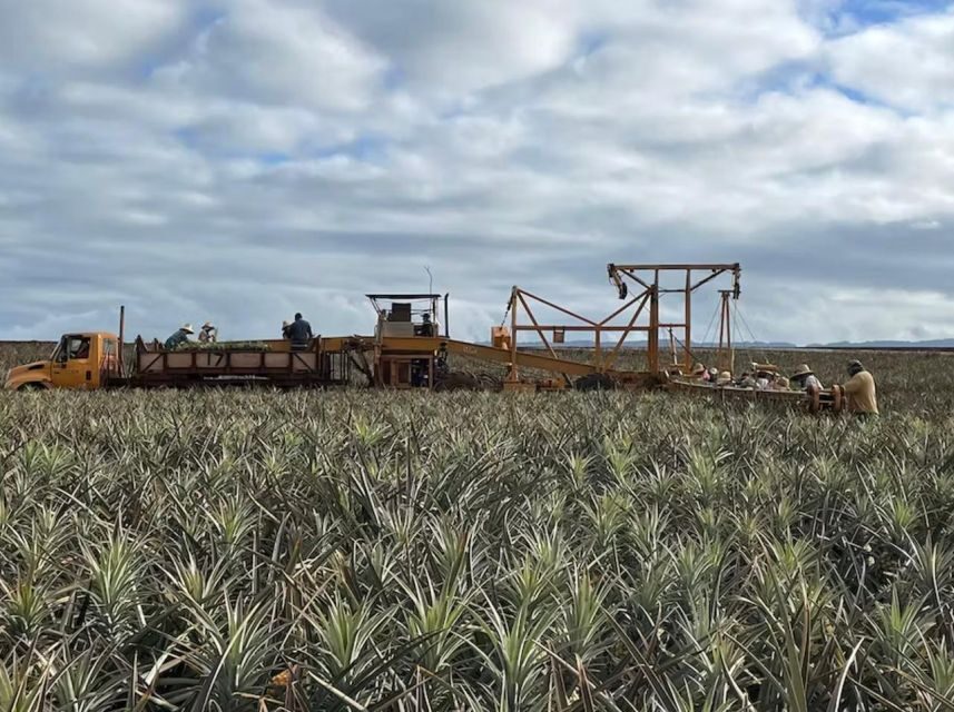 Oahu: North Shore Dole Pineapple Farm Tour - Complimentary Royal Hawaiian Gold Pineapple: when tastings become souvenirs