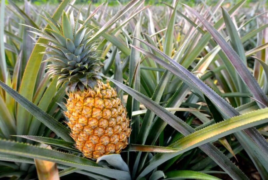 Oahu: North Shore Dole Pineapple Farm Tour - Morning pickup: you’ll be on a bus early (and that’s the trade-off)