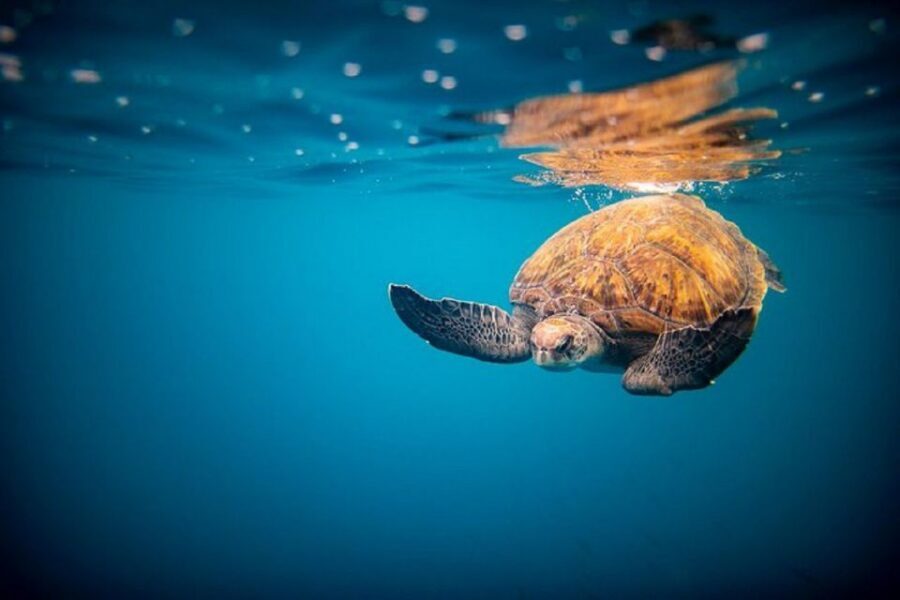 Oahu: North Shore Haleʻiwa: Private Boat Charter - From Haleʻiwa Harbor: finding your yellow Rambo II