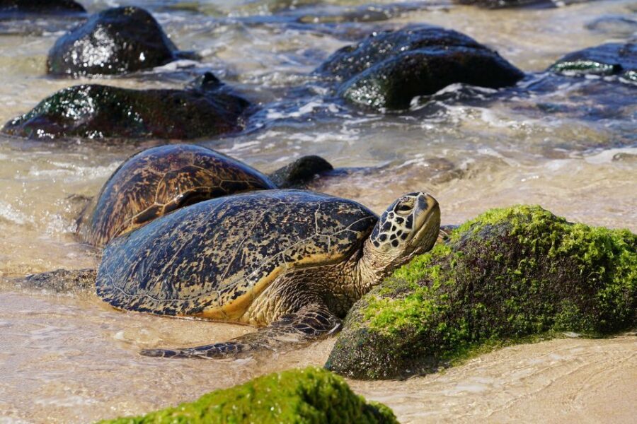 Oahu: North Shore Waterfall Swim - North Shore Waterfall Swim: What the 5-Hour Experience Really Delivers