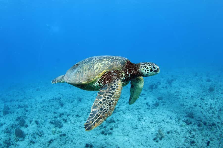Oahu: Off road Stand-Up ATV and Sunset Snorkel Cruise - How the Day Flows After ATV: The Transition to Ko Olina