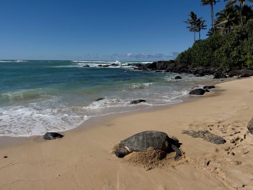 Oahu: Private Best of Oahu Sightseeing Tour - Why This Private Oahu Tour Feels Like a Local Road Trip