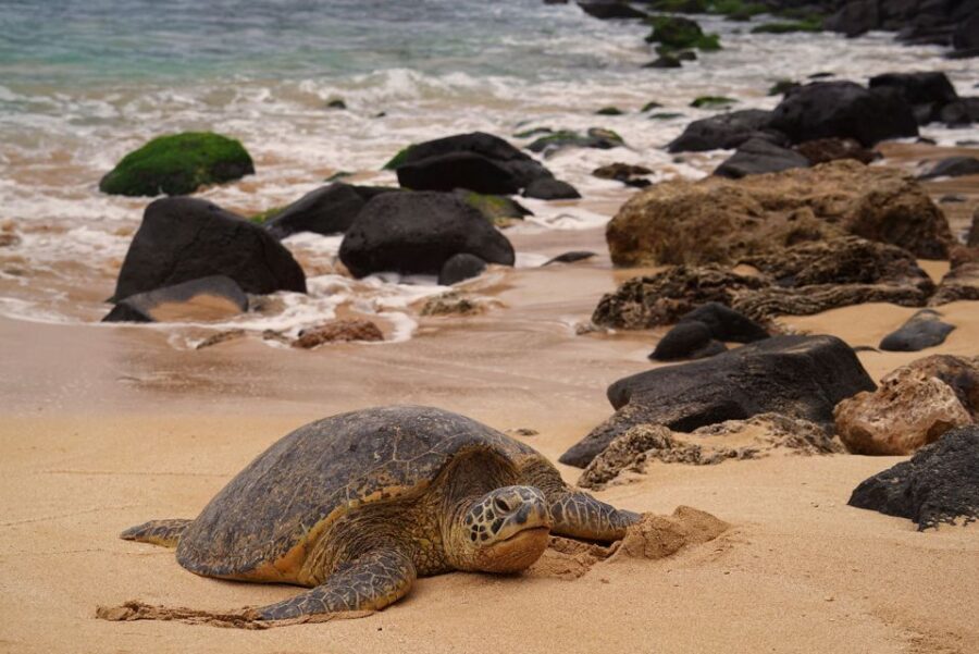 Oahu: Private Best of Oahu Sightseeing Tour - What to Bring: Your Short List for Comfort and Less Hassle