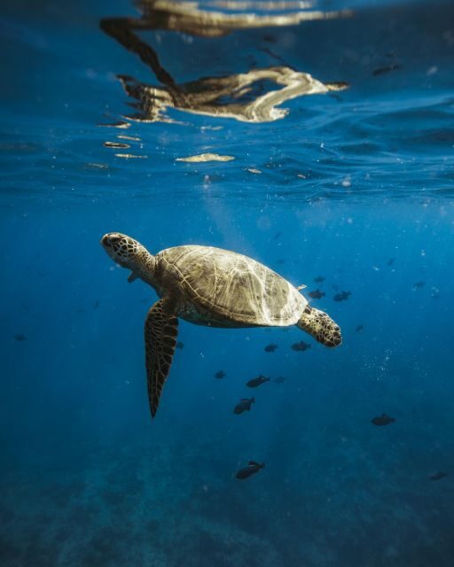 Oahu: Private Catamaran Sunset Cruise & Optional Snorkeling - Optional snorkeling: how to get the most from the least-crowded time