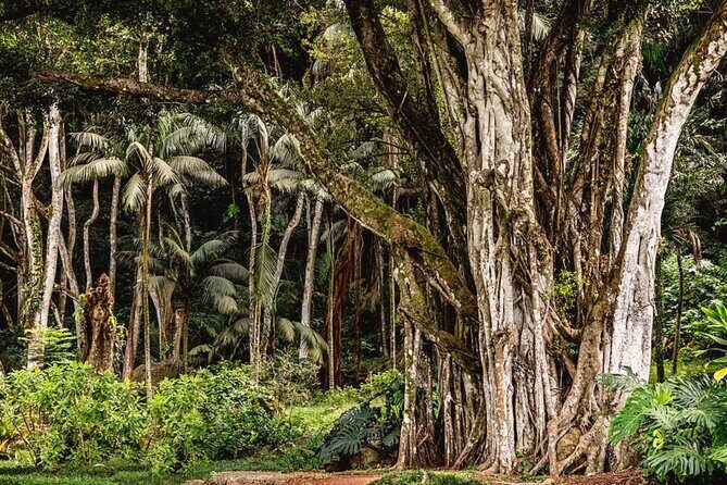 Oahu Private Tour North Shore, Waimea Falls and Dole Plantation - Price and what you’re really getting for $385