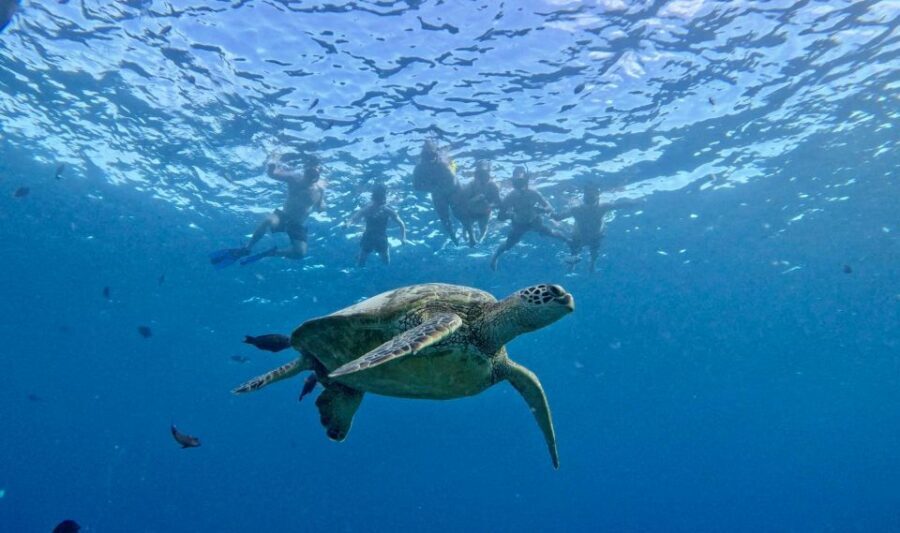 Oahu: Private Turtle Snorkeling with Customizable Itinerary - Turtle Canyon Snorkeling: Sea Turtles, Fish, and a Safer Rhythm