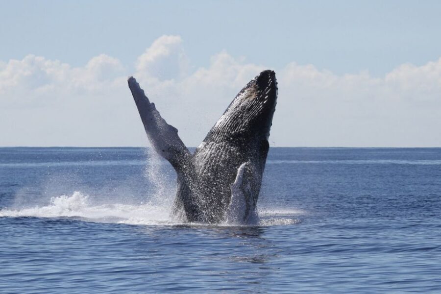 Oahu: Seasonal Whale Watch Cruise - Key things I’d watch for on this Oahu whale cruise