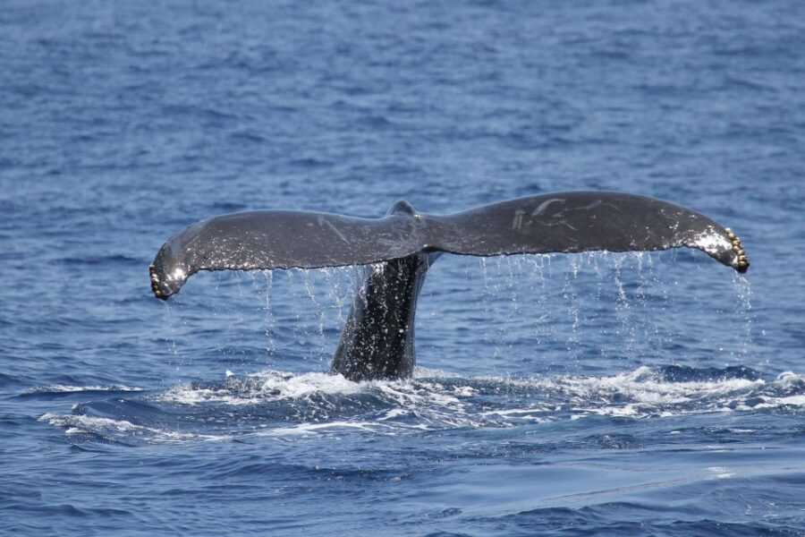 Oahu: Seasonal Whale Watch Cruise - Humpback Whales Off Oahu’s South Shore: Why This Season Matters