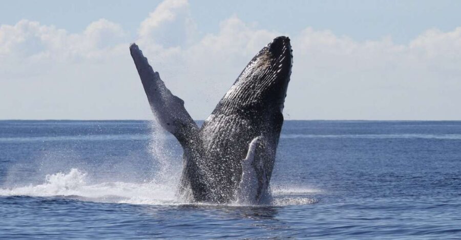 Oahu: Seasonal Whale Watch Cruise - Viewing Deck Strategy: How to Use 3 Decks Without Missing Anything