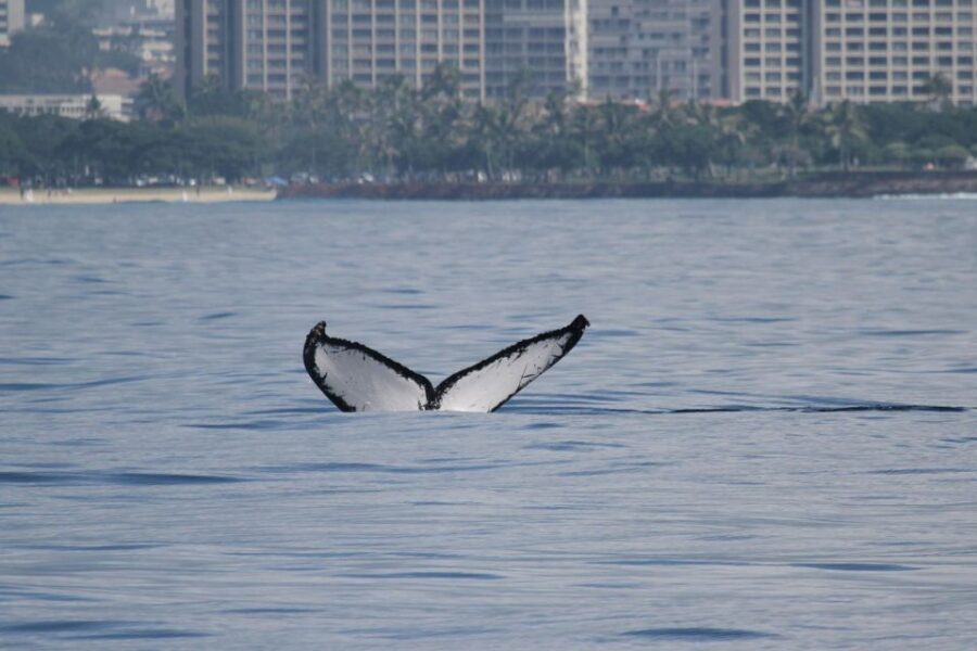 Oahu: Seasonal Whale Watch Cruise - The Naturalist and Whale-Behavior Learning That Actually Helps