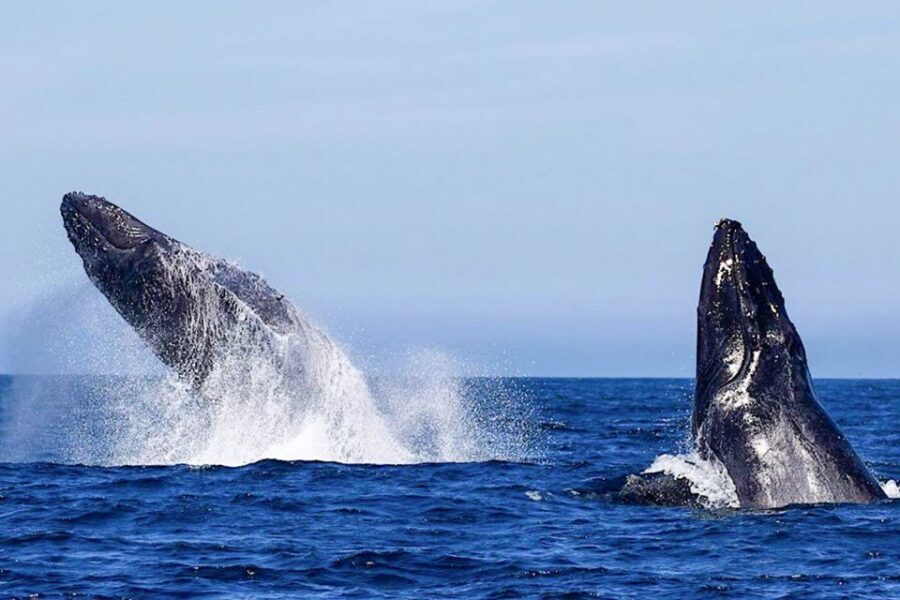Oahu: Seasonal Whale Watch Cruise - The 150-Minute Route: What Happens Once You’re Onboard