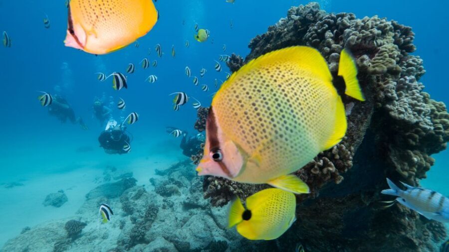 Oahu: Shallow Reef Scuba Dive for Certified Divers - Key Things I’d Book This For