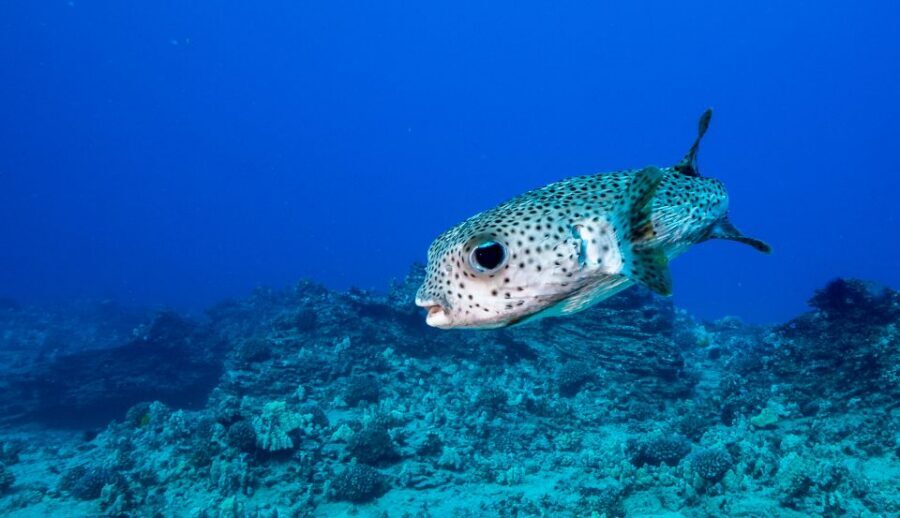 Oahu: Shallow Reef Scuba Dive for Certified Divers - Southern Oahu Reefs: Why This Short Trip Works