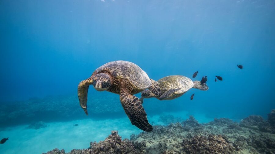 Oahu: Shallow Reef Scuba Dive for Certified Divers - Gear Rental and Small Comfort Details That Add Up
