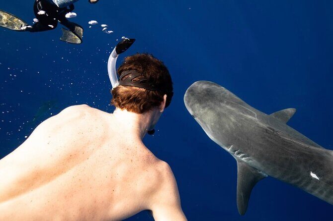 Oahu Shark Dive Educational Tour (No cage) - What the Two-Hour Timeline Feels Like