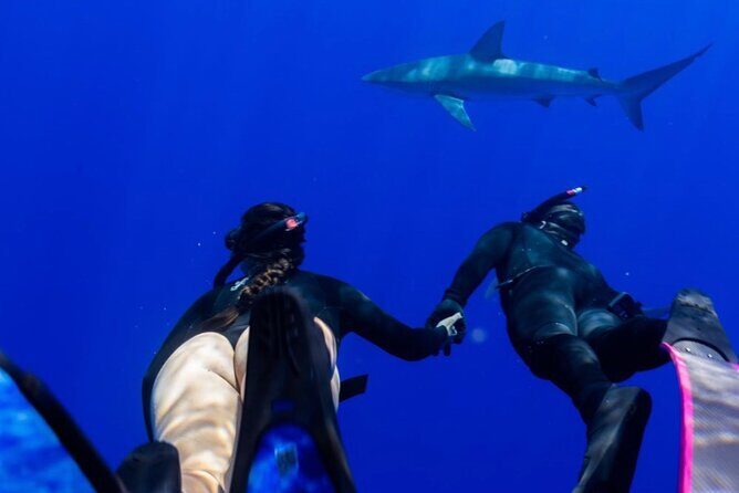 Oahu Shark Dive Educational Tour (No cage) - Price and Value: Is $155 Smart Here?