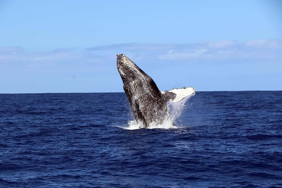 Oahu: Snorkeling & Dolphin Watch Cruise with Hawaiian Buffet - Dolphin and whale watching: what the guarantee changes