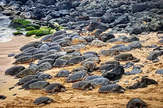 Oahu to Maui 1 Day Trip : Road to Hana Day Trip from Oahu with Air Ticket - Hana Highway driving: rain forest, waterfalls, and sea turtles (from the bus)