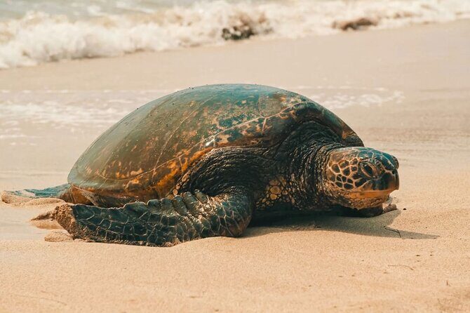 Oahu Unveiled: Tailored Luxury Private Island Tour - Pickup From Waikiki and How the Day Really Flows