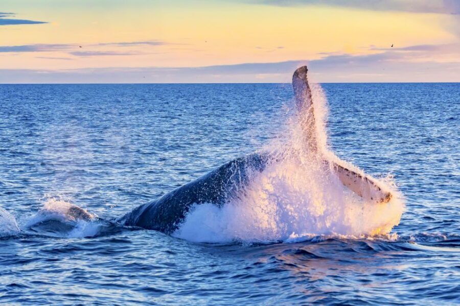 Oahu: Waikiki Eco-Friendly Afternoon Whale Watching Trip - Key points before you go