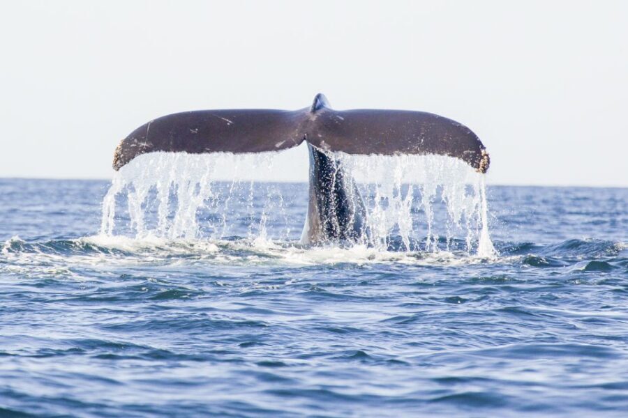 Oahu: Waikiki Eco-Friendly Afternoon Whale Watching Trip - The ship: why a catamaran makes this an easier choice