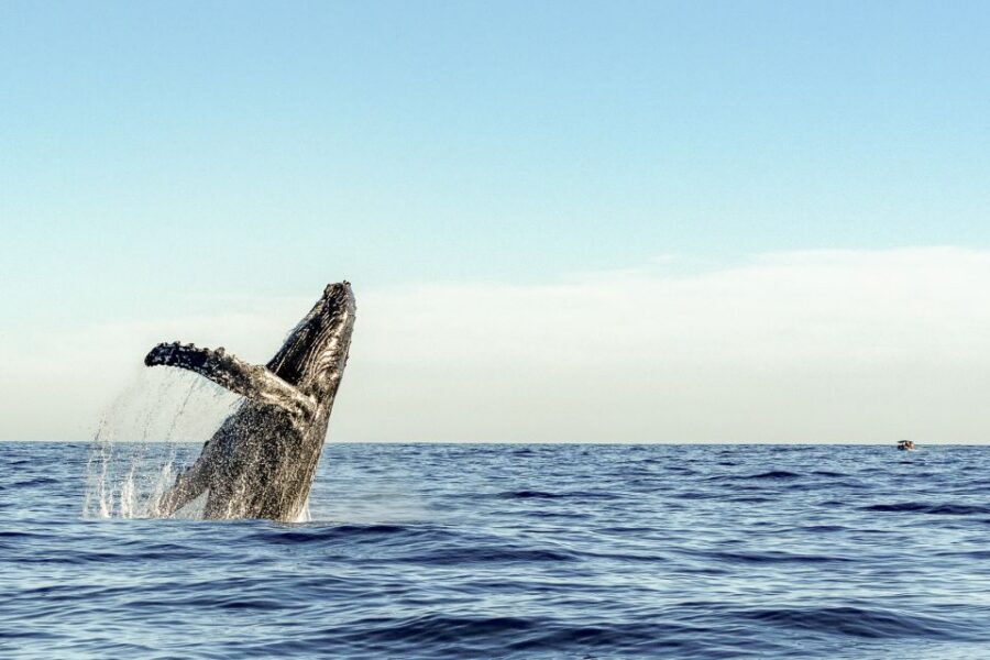 Oahu: Waikiki Eco-Friendly Afternoon Whale Watching Trip - Scheduling and boarding: how to make the morning-to-afternoon run smooth