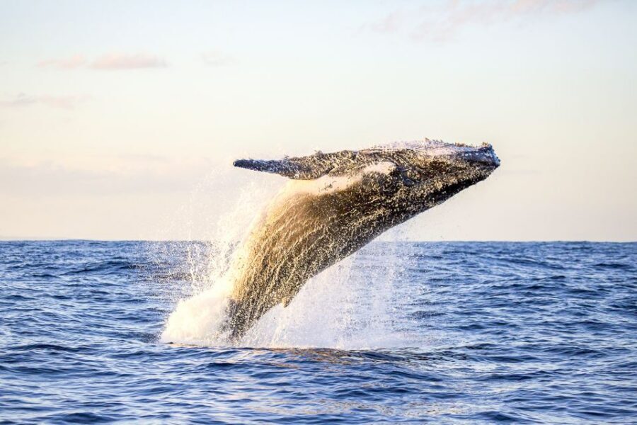 Oahu: Waikiki Eco-Friendly Afternoon Whale Watching Trip - Whale season timing: when humpbacks show up