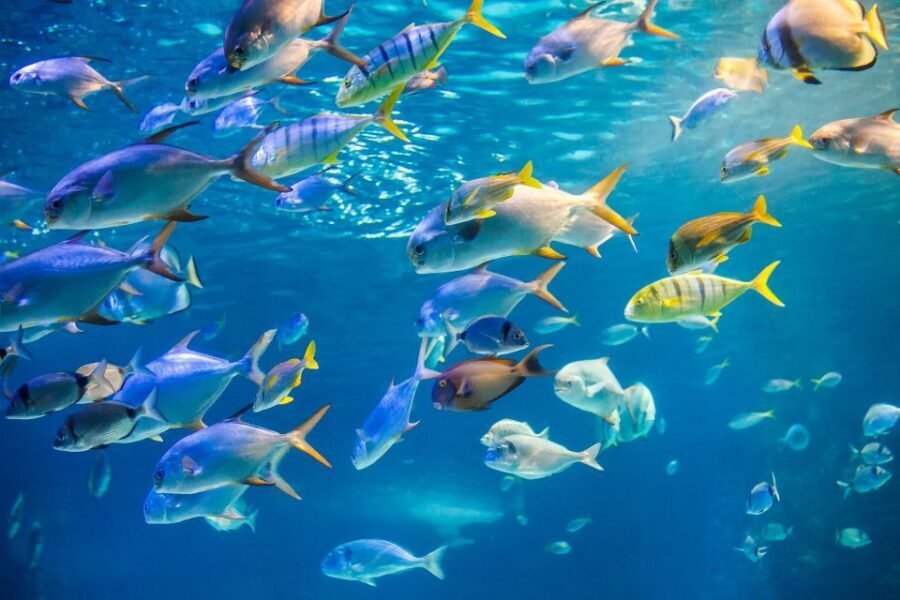 Oahu: Waikiki Glass Bottom Boat Sunset Cruise - BYO Food and Drinks: Make It Your Own