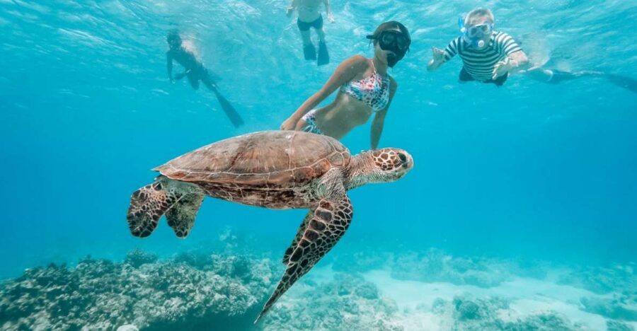 Oahu: Waikiki Turtle Snorkeling Adventure - Key things that make this turtle snorkel cruise worth it