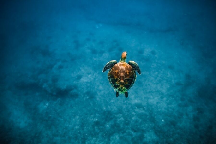 Oahu: Waikiki Turtle Snorkeling Adventure - Price and value: what $125 buys you in the real world