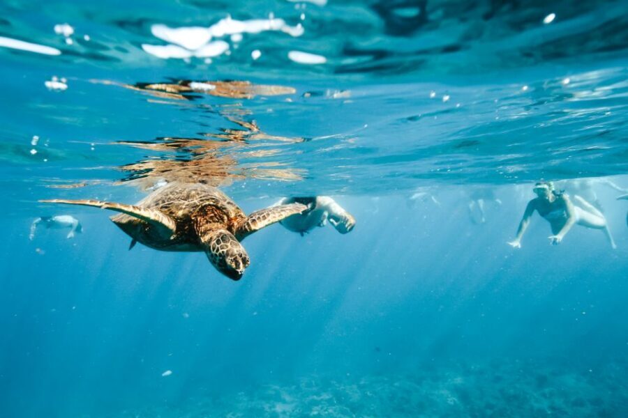 Oahu: Waikiki Turtle Snorkeling Adventure - What’s included on board (and why it matters)