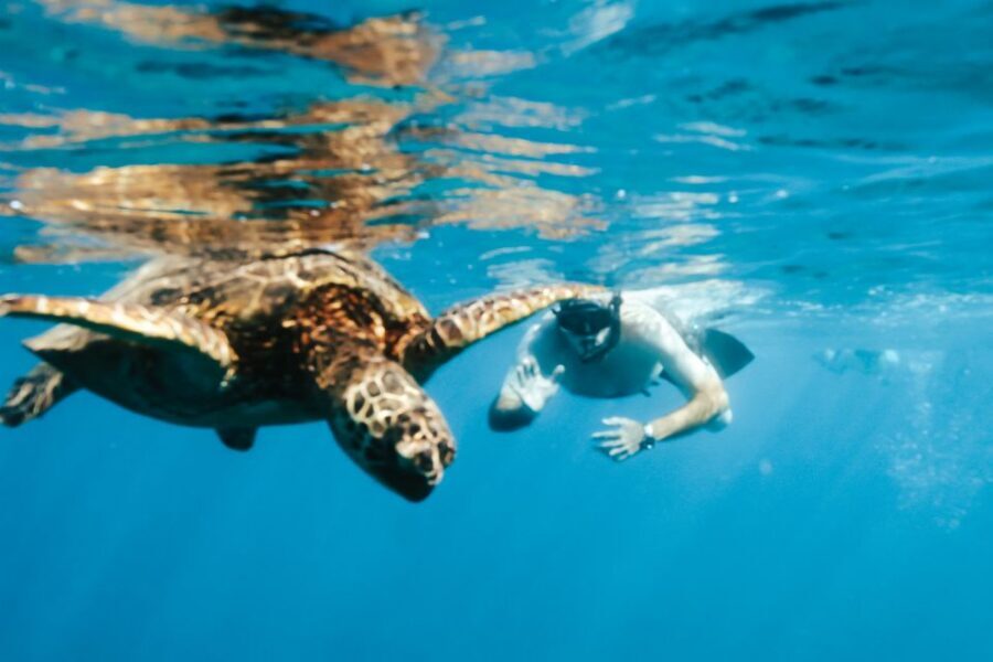 Oahu: Waikiki Turtle Snorkeling Adventure - The snorkel experience: spotting honu and reef fish without overthinking it