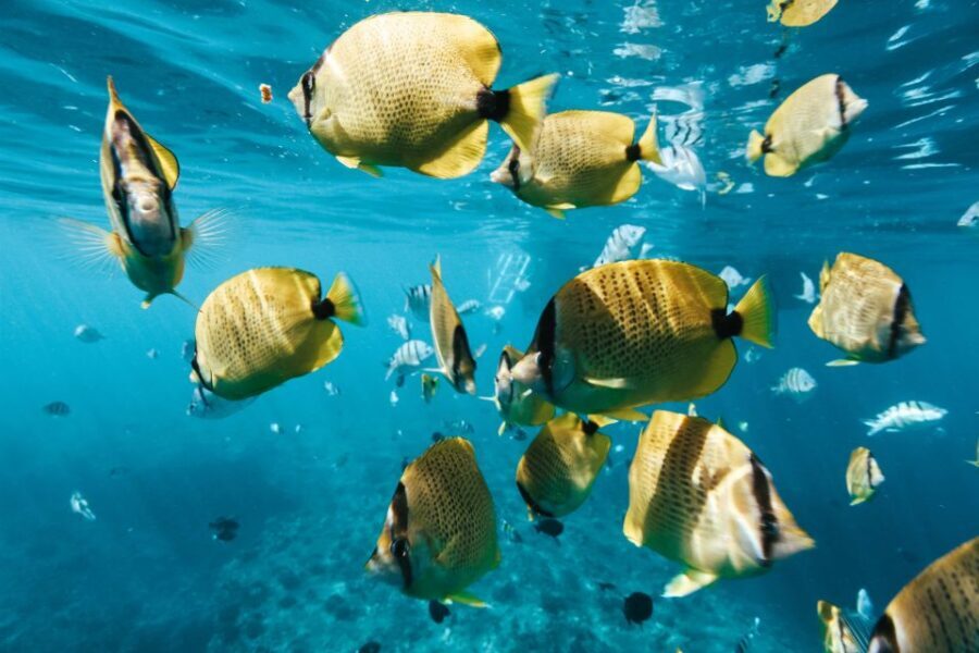 Oahu: Waikiki Turtle Snorkeling Adventure - Food, drinks, and the rules that keep the day easy